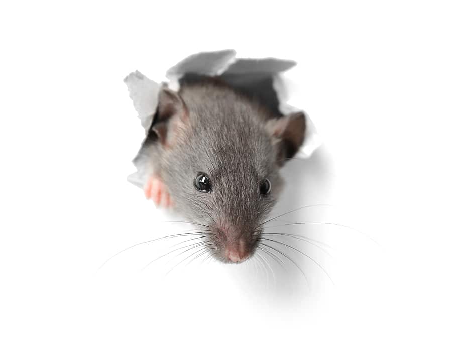 What’s Hiding in Your Dryer Vents? 3 Surprising (and Gross) Finds